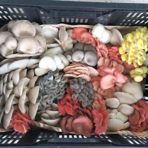 Local Food Connect : Sporadical City Mushrooms