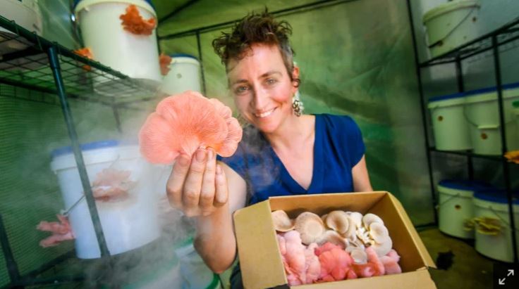 The backyard mushroom growers supplying Melbourne restaurants